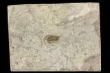 Mississippian Trilobite (Ameropiltonia) - Missouri #77998-2